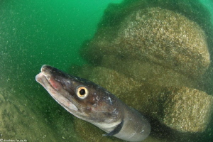 Conger conger on artificial reef by Mathieu Foulquié 
